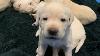 Live Stream Puppy Cam Adorable Labrador Retrievers 3 Weeks Old Feb 9 Part 2